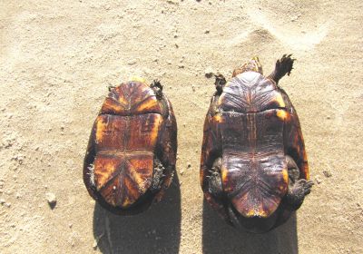 Rotwangen-Klappschildkröte, Kinosternon scorpioides, – © Larissa Barreto