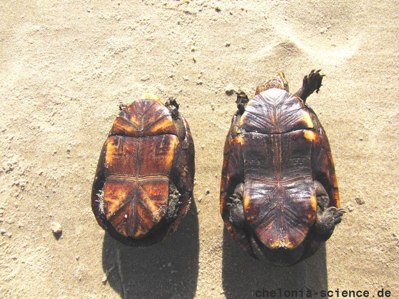 Plastron (Bauchpanzer) der Skorpions-Klappschildkröte, Kinosternon scorpioides, links ein männliches Tier, rechts ein Weibchen – © Larissa Barreto Plastron (Bauchpanzer) der Skorpions-Klappschildkröte, Kinosternon scorpioides, links ein männliches Tier, rechts ein Weibchen – © Larissa Barreto