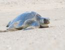 Oliv-Bastardschildkröte, Lepidochelys olivacea, ein weibliches Exemplar – © Bipro Behera