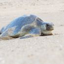 Oliv-Bastardschildkröte, Lepidochelys olivacea, ein weibliches Exemplar – © Bipro Behera