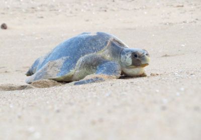 Oliv-Bastardschildkröte, Lepidochelys olivacea, – © Bipro Behera