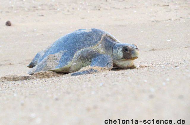 Oliv-Bastardschildkröte, Lepidochelys olivacea, ein weibliches Exemplar – © Bipro Behera Oliv-Bastardschildkröte, Lepidochelys olivacea, ein weibliches Exemplar – © Bipro Behera