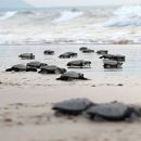 Oliv-Bastardschildkröte, Lepidochelys olivacea, Schlüpflinge am Strand – © Bipro Behera