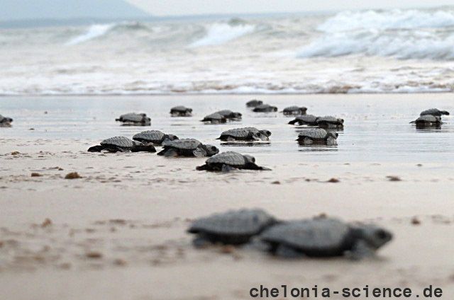 Oliv-Bastardschildkröte, Lepidochelys olivacea, Schlüpflinge am Strand – © Bipro Behera Oliv-Bastardschildkröte, Lepidochelys olivacea, Schlüpflinge am Strand – © Bipro Behera