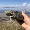 Pfauenaugen-Diamantschildkröte, Malaclemys terrapin macrospilota, – © Margaret M. Lamont