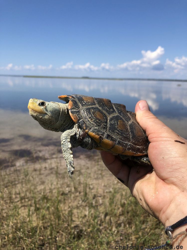 Pfauenaugen-Diamantschildkröte, Malaclemys terrapin macrospilota, – © Margaret M. Lamont