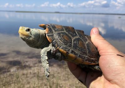 Pfauenaugen-Diamantschildkröte, Malaclemys terrapin macrospilota, – © Margaret M. Lamont