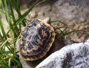 Spaltenschildkröte, Malacochersus tornieri, Jungtier im Aufzuchtterrarium – © Hans-Jürgen Bidmon