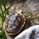 Spaltenschildkröte, Malacochersus tornieri, Jungtier im Aufzuchtterrarium – © Hans-Jürgen Bidmon