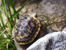 Spaltenschildkr&ouml;te, Malacochersus tornieri, Jungtier im Aufzuchtterrarium &ndash; &copy; Hans-J&uuml;rgen Bidmon