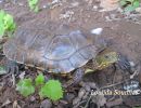 Maurische Bachschildkröte, Mauremys leprosa saharica, – © Dr. Loulida Soumia