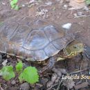 Maurische Bachschildkröte, Mauremys leprosa saharica, – © Dr. Loulida Soumia