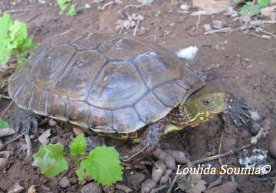 Maurische Bachschildkröte, Mauremys leprosa saharica, – © Dr. Loulida Soumia