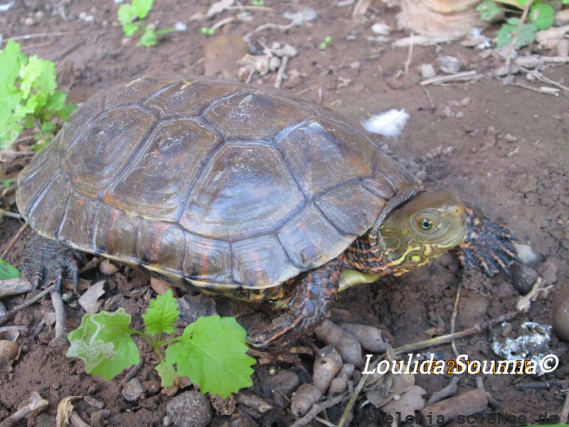 Maurische Bachschildkröte, Mauremys leprosa saharica, – © Dr. Loulida Soumia Maurische Bachschildkröte, Mauremys leprosa saharica, – © Dr. Loulida Soumia