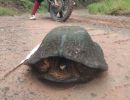 Malaiische Plattrücken-Schildkröte, Notochelys platynota, unser Forschungsassistent Tiou fand das Tier – © Sami Asad