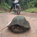 Malaiische Plattrücken-Schildkröte, Notochelys platynota, unser Forschungsassistent Tiou fand das Tier – © Sami Asad