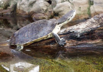 Hellrandige Krötenkopfschildkröte, Phrynops hilarii, – © Hans-Jürgen Bidmon