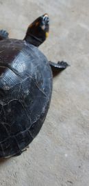Terekay-Schienenschildkröte, Podocnemis unifilis, ein juveniles Exemplar – © José Erickson