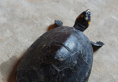 Podocnemis unifilis – Terekay-Schienenschildkröte