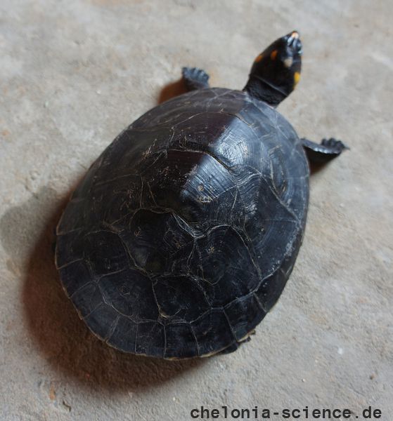 Terekay-Schienenschildkröte, Podocnemis unifilis, ein juveniles Exemplar – © José Erickson Terekay-Schienenschildkröte, Podocnemis unifilis, ein juveniles Exemplar – © José Erickson