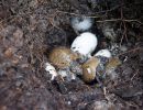 Terekay-Schienenschildkröte, Podocnemis unifilis, schlüpfen der Jungtiere aus einem Nest auf einer Lehmbank – © José Erickson