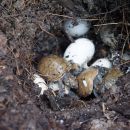 Terekay-Schienenschildkröte, Podocnemis unifilis, schlüpfen der Jungtiere aus einem Nest auf einer Lehmbank – © José Erickson Terekay-Schienenschildkröte, Podocnemis unifilis, schlüpfen der Jungtiere aus einem Nest auf einer Lehmbank – © José Erickson