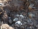 Terekay-Schienenschildkröte, Podocnemis unifilis, schlüpfen der Jungtiere aus einem Nest auf einer Lehmbank – © José Erickson