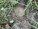 Terekay-Schienenschildkröte, Podocnemis unifilis, ein überflutetes Nest auf einer Lehmbank – © José Erickson
