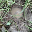 Terekay-Schienenschildkröte, Podocnemis unifilis, ein überflutetes Nest auf einer Lehmbank – © José Erickson