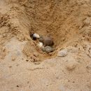 Terekay-Schienenschildkröte, Podocnemis unifilis, schlüpfen der Jungtiere aus einem Nest auf einer Sandbank – © José Erickson