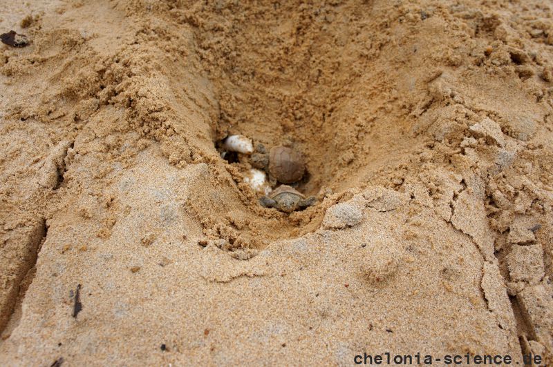 Terekay-Schienenschildkröte, Podocnemis unifilis, schlüpfen der Jungtiere aus einem Nest auf einer Sandbank – © José Erickson Terekay-Schienenschildkröte, Podocnemis unifilis, schlüpfen der Jungtiere aus einem Nest auf einer Sandbank – © José Erickson