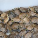 Terekay-Schienenschildkröte, Podocnemis unifilis, Jungtiere – © José Erickson