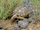 Nördliche Höcker-Landschildkröte, Psammobates tentorius verroxii, ein weibliches Tier, Fundort: Western Cape, South Africa – © Victor Loehr