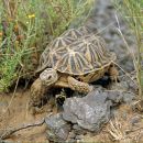 Nördliche Höcker-Landschildkröte, Psammobates tentorius verroxii, ein weibliches Tier, Fundort: Western Cape, South Africa – © Victor Loehr