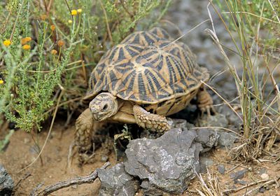 Nördliche Höcker-Landschildkröte, Psammobates tentorius verroxii, – © Victor Loehr