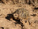 Nördliche Höcker-Landschildkröte, Psammobates tentorius verroxii, Fundort: Western Cape, South Africa – © Victor Loehr