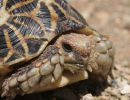 Nördliche Höcker-Landschildkröte, Psammobates tentorius verroxii, Fundort: Northern Cape, South Africa – © Victor Loehr