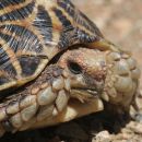 Nördliche Höcker-Landschildkröte, Psammobates tentorius verroxii, Fundort: Northern Cape, South Africa – © Victor Loehr