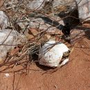 Nördliche Höcker-Landschildkröte, Psammobates tentorius verroxii, ein männliches Exemplar steckt im Zaun fest, Fundort: Western Cape, South Africa – © Victor Loehr