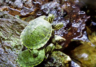 Hieroglyphen-Schmuckschildkröte, Pseudemys concinna, – © Hans-Jürgen Bidmon