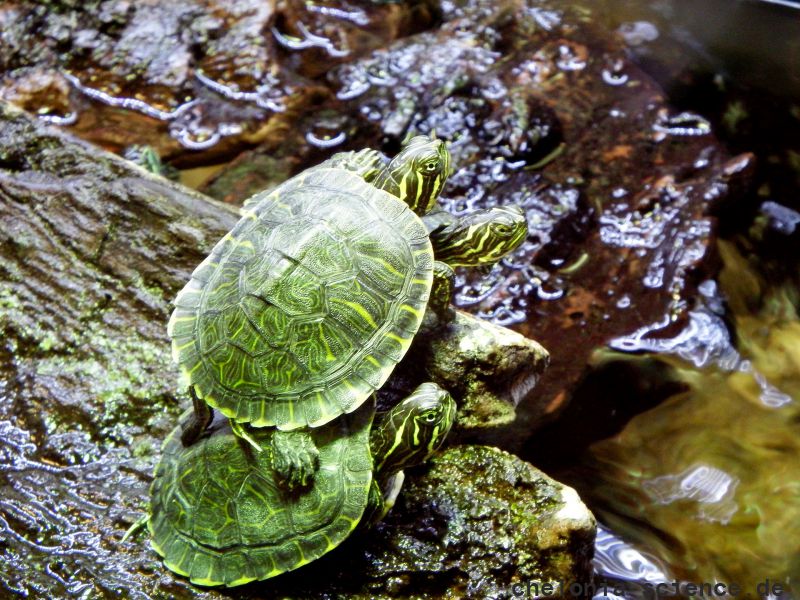 Pseudemys concinna Hans Juergen Bidmon 01 Pseudemys concinna Hans Juergen Bidmon 01