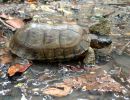 Gefurchte Erdschildkröte, Rhinoclemmys areolata, – © Francesca M. Cassola