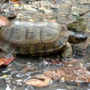 Gefurchte Erdschildkröte, Rhinoclemmys areolata, – © Francesca M. Cassola