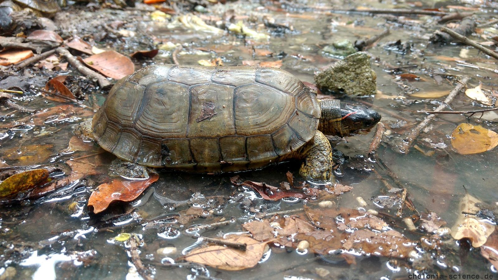 Gefurchte Erdschildkröte, Rhinoclemmys areolata, – © Francesca M. Cassola