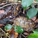 Gefurchte Erdschildkröte, Rhinoclemmys areolata, – © Francesca M. Cassola