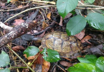 Gefurchte Erdschildkröte, Rhinoclemmys areolata, – © Francesca M. Cassola