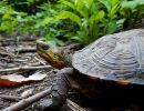 Pracht-Erdschildkröte, Rhinoclemmys pulcherrima, – © Taggert G. Butterfield