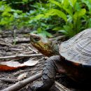Pracht-Erdschildkröte, Rhinoclemmys pulcherrima, – © Taggert G. Butterfield