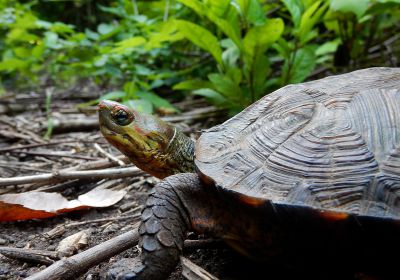 Pracht-Erdschildkröte, Rhinoclemmys pulcherrima, – © Taggert G. Butterfield