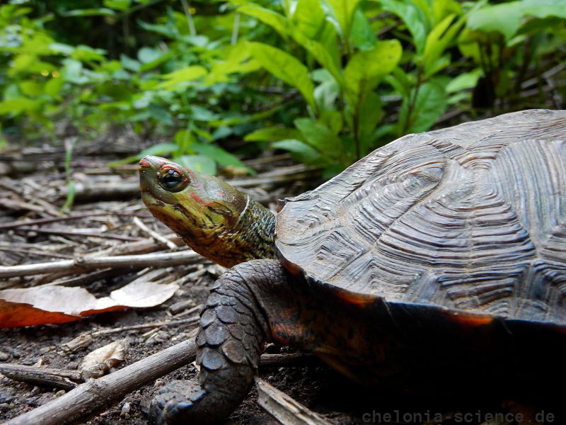 Pracht-Erdschildkröte, Rhinoclemmys pulcherrima, – © Taggert G. Butterfield Pracht-Erdschildkröte, Rhinoclemmys pulcherrima, – © Taggert G. Butterfield